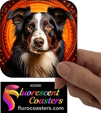 Border Collie Dog 5