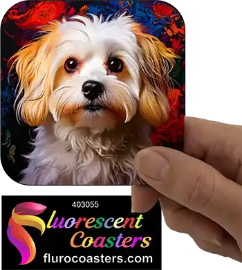 Maltese Dog 1