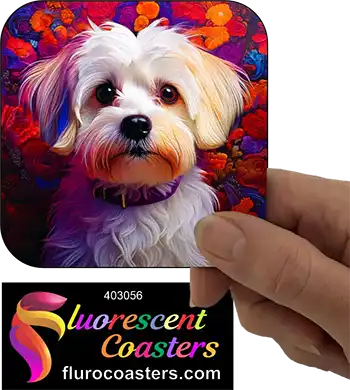 Maltese Dog 2