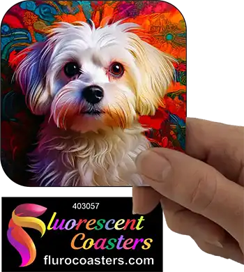 Maltese Dog 3