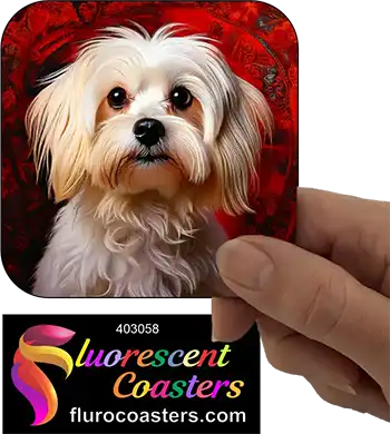 Maltese Dog 4