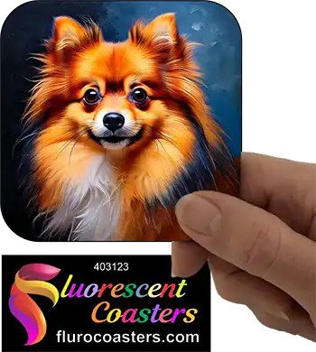 Pomeranian Dog 11