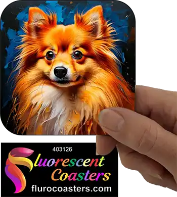 Pomeranian Dog 14