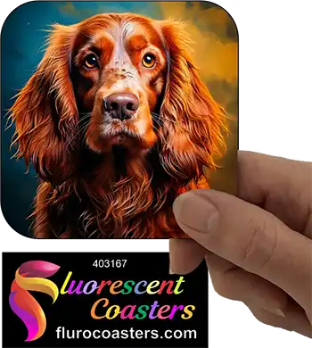 Australian Cocker  Spaniel Dog 1