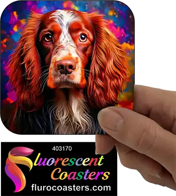 Australian Cocker  Spaniel Dog 4