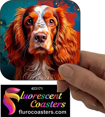 Australian Cocker  Spaniel Dog 5