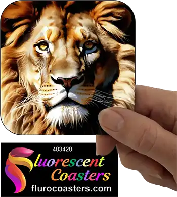 Lion 17