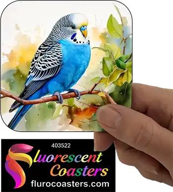 Blue Budgie Buggerigar 2