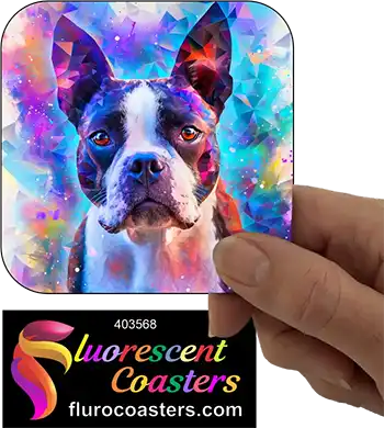 Boston Terrier 14