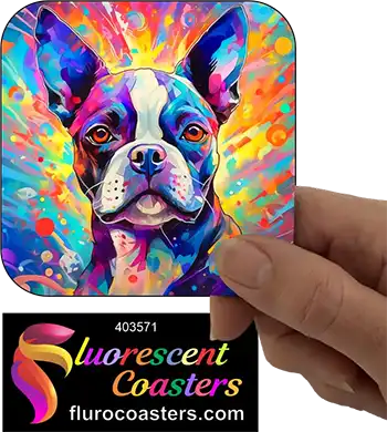 Boston Terrier 13